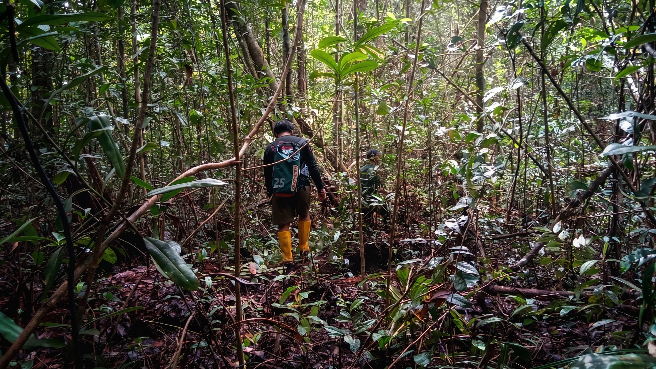 Peatland Area