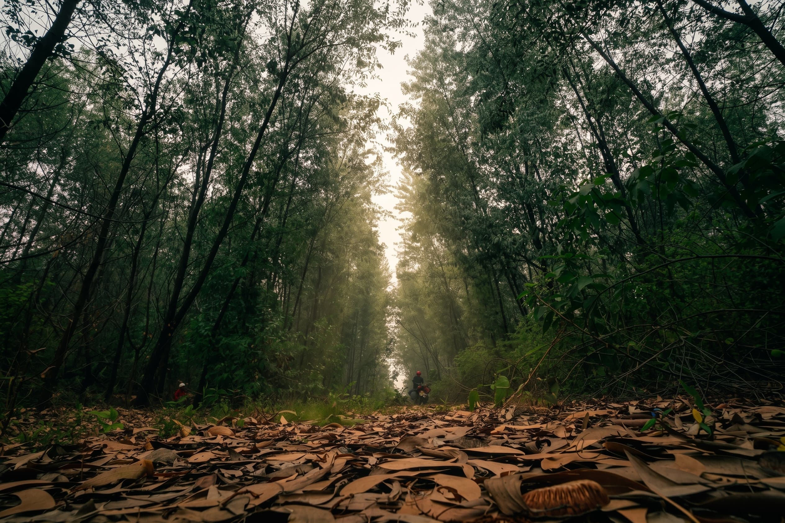 Mayawana Persada Forest