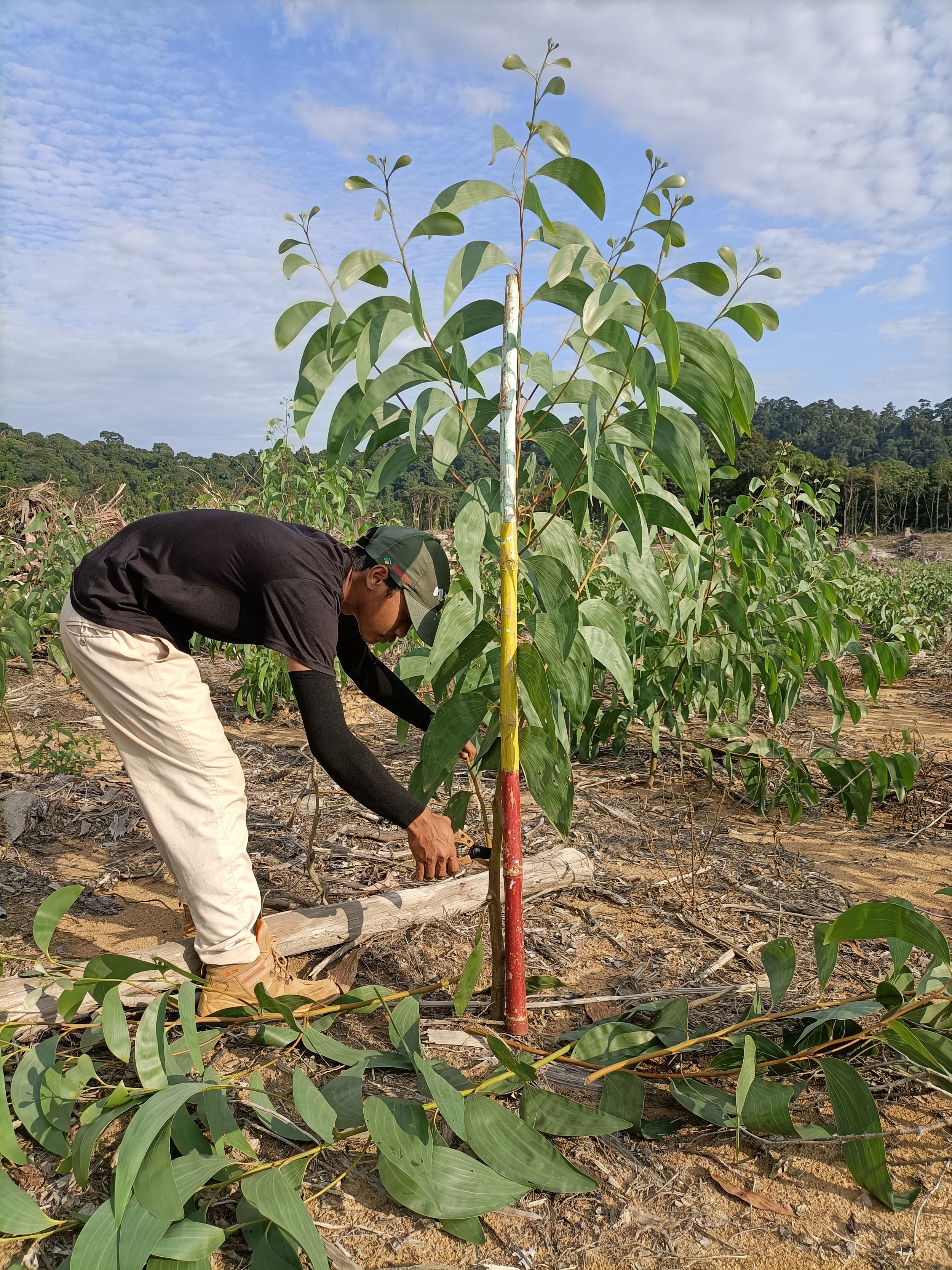 Singling (Acacia Crassicarpa)