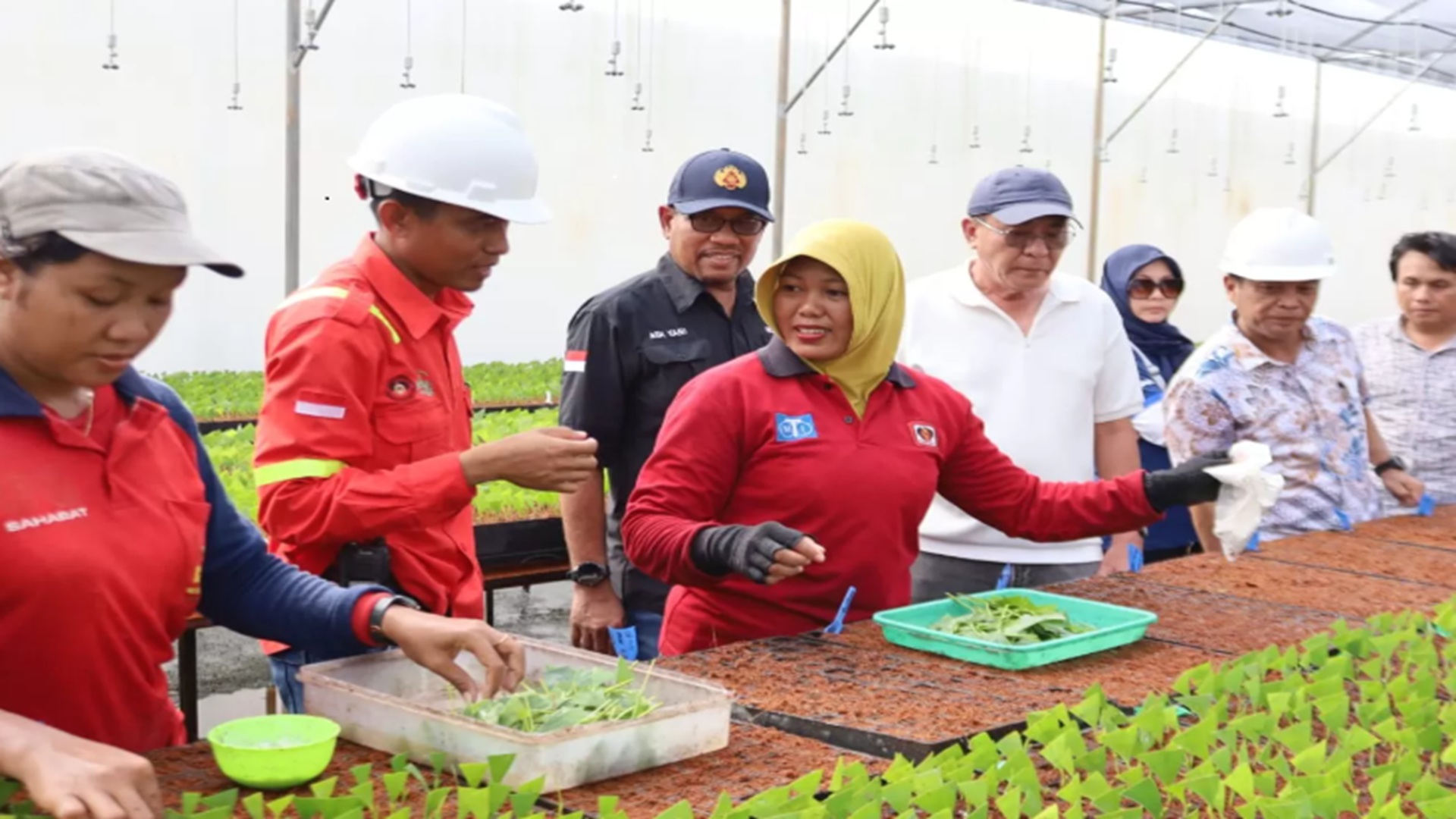 Kunjungi Nursery PT Mayawana Persada, Kadis LHK Kalbar Berdecak Kagum