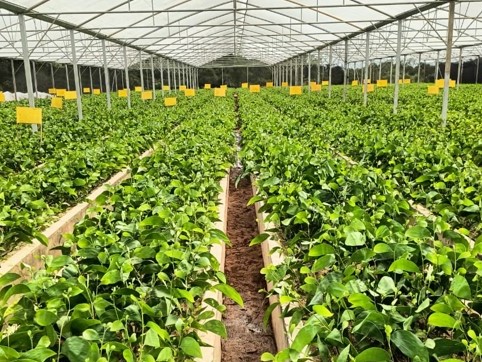 Mother Plant Acacia Crassicarpa