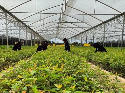 Mother Plant Eucalyptus