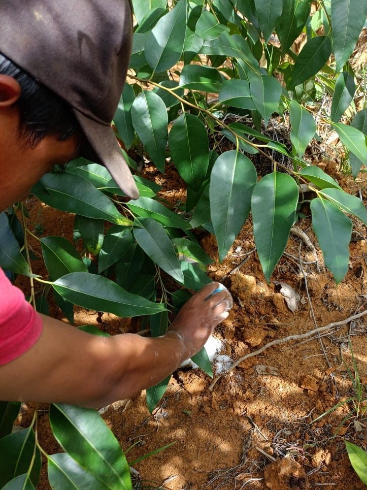 Manuring (Eucalyptus)